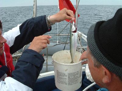 British mackerel 1.JPG (25615 bytes)